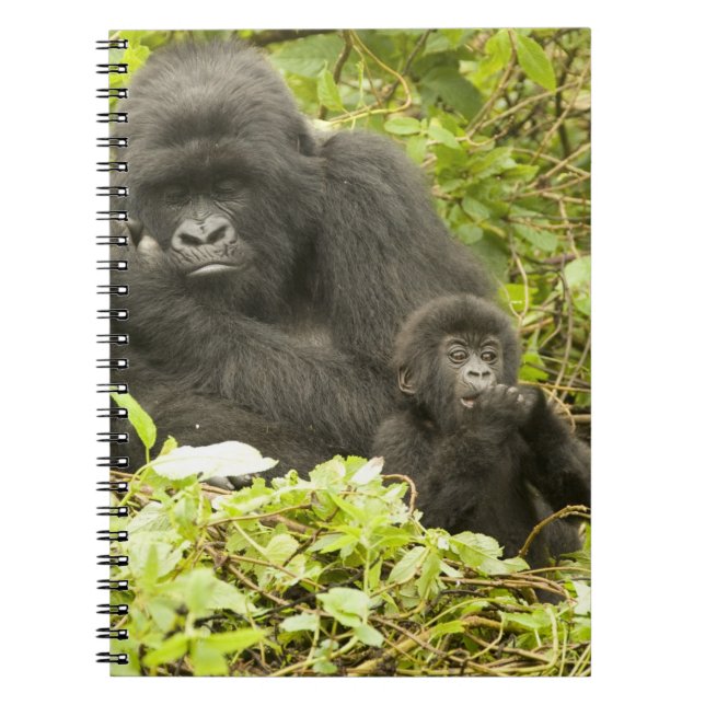 Caderno Espiral Gorila de montanha, Gorilla beringei (anteriorment (Frente)