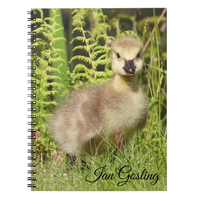 Caderno Espiral Gosling (ganso do Canadá) (Frente)