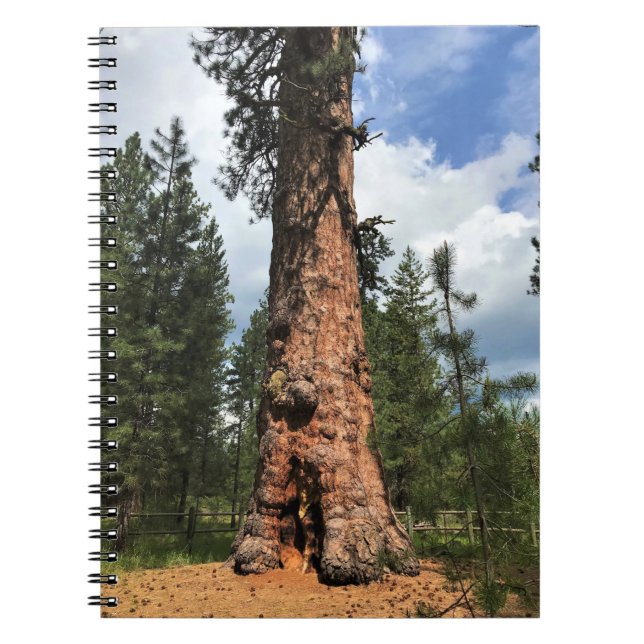 Caderno Espiral Grande Árvore Vermelha, La Pine, OR (Frente)