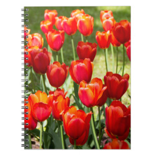 Caderno Espiral Grande campo de tulipas vermelhas