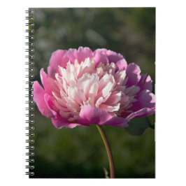 Caderno Espiral Grandes flores de peônia rosa em dia de primavera