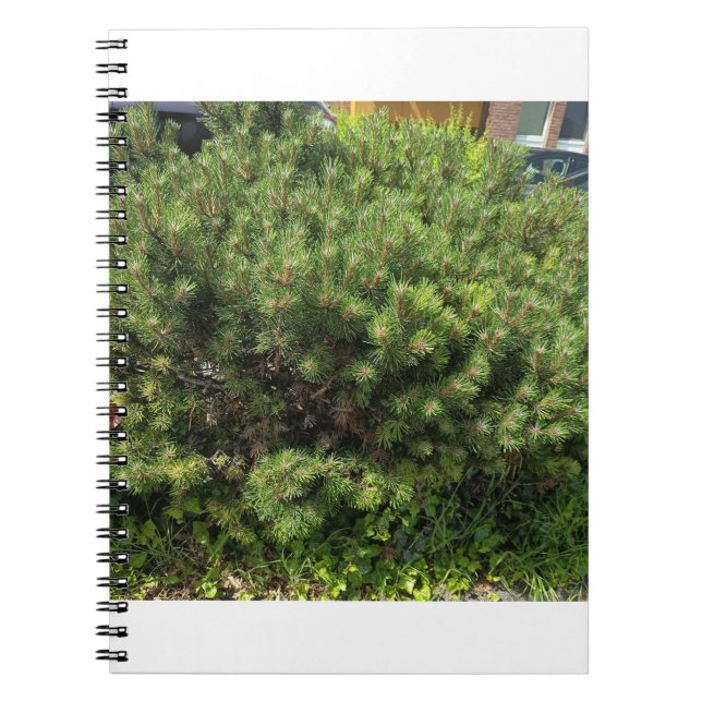 Caderno Espiral Green Pine Bush Nature Notebook (Frente)