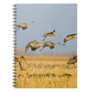 Caderno Espiral Grous-de-sanduíche pousam em campos de milho