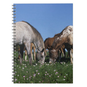 Caderno Espiral Grupo de cavalos do Appaloosa que pastam
