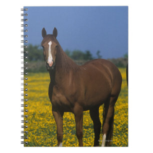 Caderno Espiral Grupo de cavalos do puro-sangue