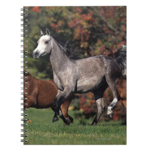 Caderno Espiral Grupo de funcionamento árabe dos cavalos