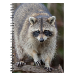Caderno Espiral Guaxinim, Procyon lotor, Flórida, EUA 2
