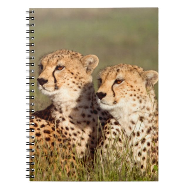 Caderno Espiral Guepardo Deitado Na Grama, Conservação do Ngorongo (Frente)