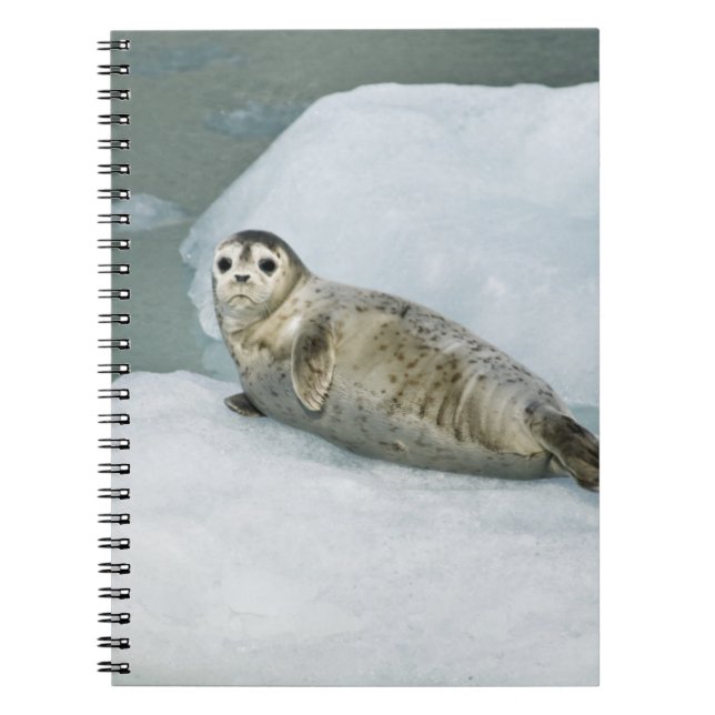 Caderno Espiral Harbor Seal (Frente)