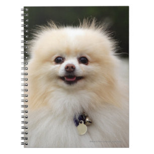Caderno Espiral Headshot 1 de Pomeranian