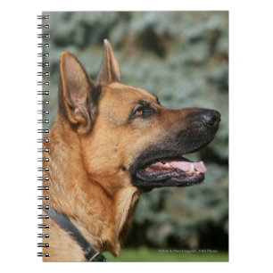 Caderno Espiral Headshot 1 do german shepherd