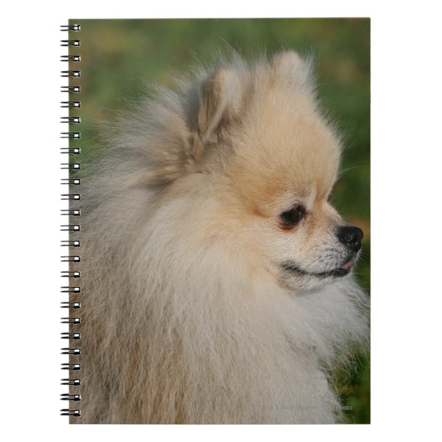Caderno Espiral Headshot 2 de Pomeranian (Frente)