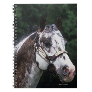 Caderno Espiral Headshot 2 do cavalo do Appaloosa