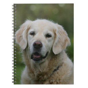 Caderno Espiral Headshot 2 do golden retriever