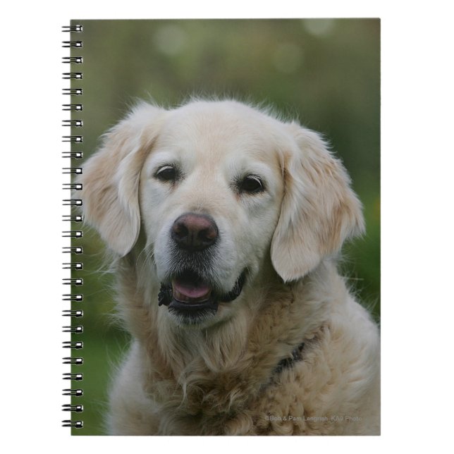 Caderno Espiral Headshot 2 do golden retriever (Frente)