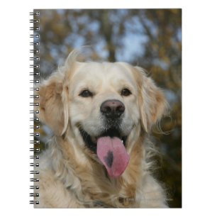 Caderno Espiral Headshot 3 do golden retriever