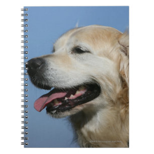 Caderno Espiral Headshot 4 do golden retriever