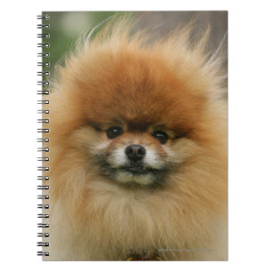 Caderno Espiral Headshot de Pomeranian que olha a câmera