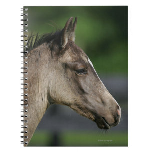 Caderno Espiral Headshot de um quarto do potro do cavalo