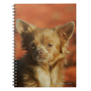 Caderno Espiral Headshot do filhote de cachorro da chihuahua