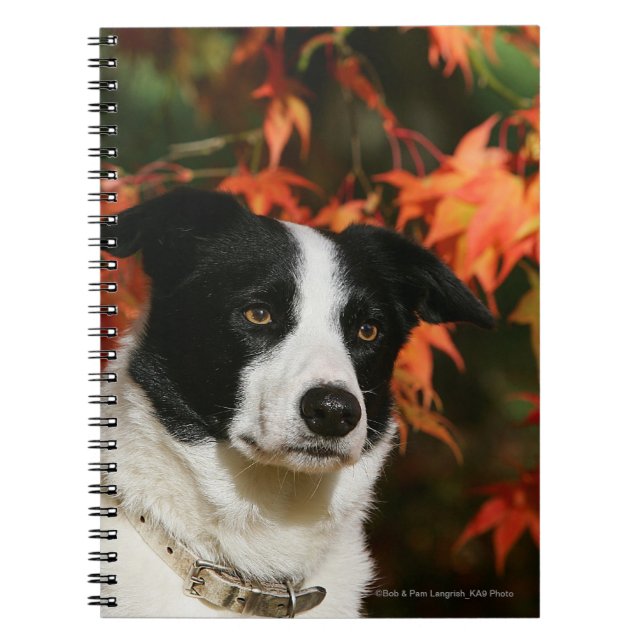 Caderno Espiral Headshot do outono de border collie (Frente)