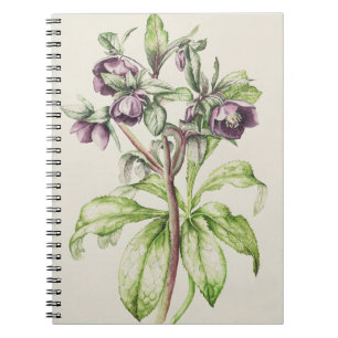 Caderno Espiral Helleborus Orientalis de Helen Ballard