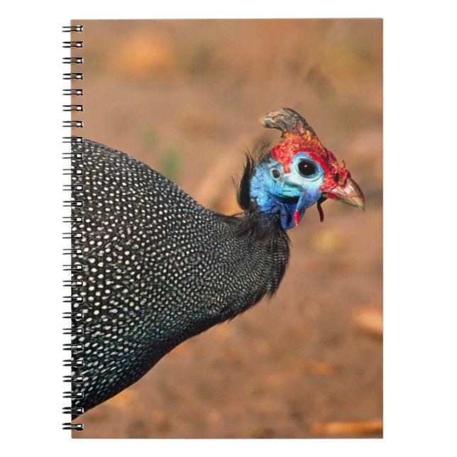 Caderno Espiral Helmeted Guiné Fowl (Numida meleagris). África, (Frente)