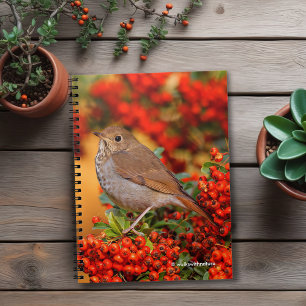 Caderno Espiral Hermit Thrush Songbird no Scarlet Firethorn