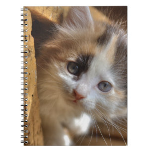 Caderno Espiral Heterochromia Gatinho Calico