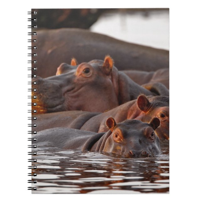 Caderno Espiral Hippopotamus, Hippopotamus amphibius, Lago (Frente)