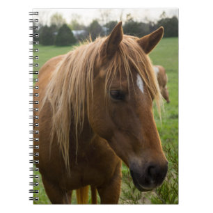 Caderno Espiral Horse Hello
