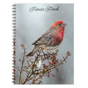 Caderno Espiral House Finch in Snow - Foto original