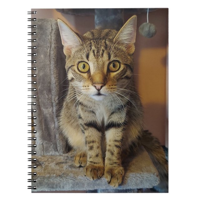 Caderno Espiral House Tiger (Frente)