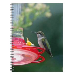 Caderno Espiral Hummingbird