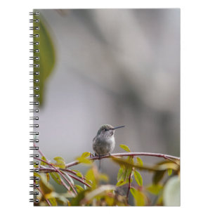 Caderno Espiral Hummingbird 3346