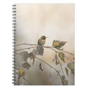 Caderno Espiral Hummingbird 5265
