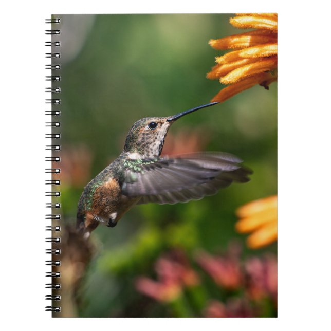 Caderno Espiral Hummingbird com Flores - Foto da Vida Selvagem (Frente)