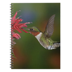 Caderno Espiral Hummingbird com garganta-seca masculina