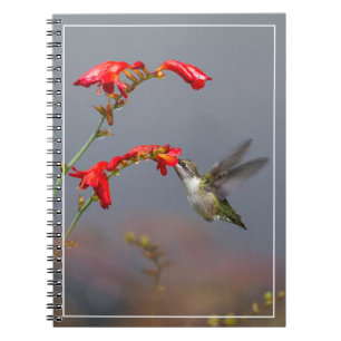 Caderno Espiral Hummingbird E Crocosmia