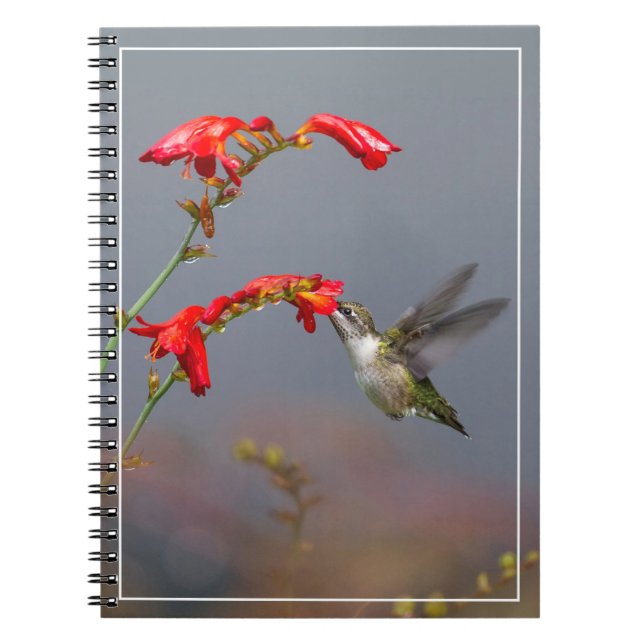 Caderno Espiral Hummingbird E Crocosmia (Frente)