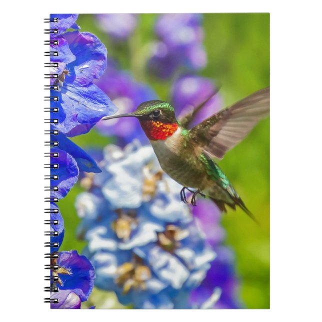 Caderno Espiral Hummingbird E Delfinium (Frente)