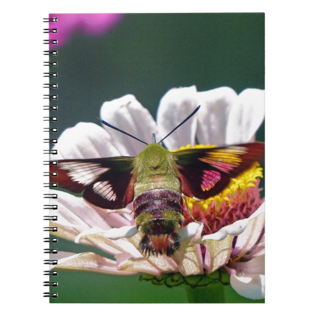 Caderno Espiral Hummingbird Moth (Frente)