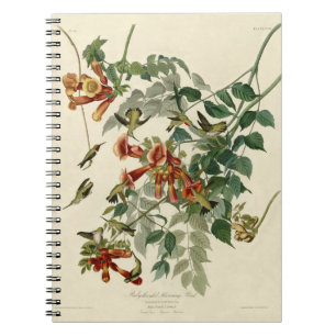Caderno Espiral Hummingbird Ruby Throbon Audubon