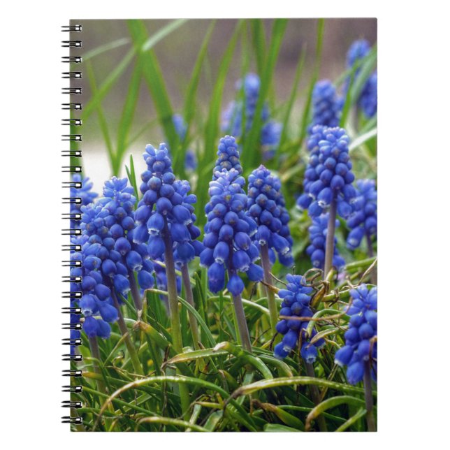 Caderno Espiral Hyacinth Grape (Frente)