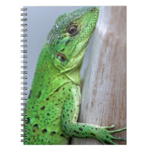 Caderno Espiral Iguana verde do bebê