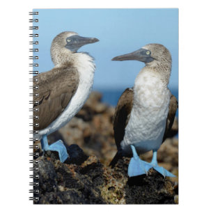 Caderno Espiral Ilhas Galápagos, Ilha Isabela