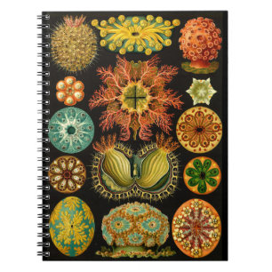 Caderno Espiral Ilustração de Vida Marítima Haeckel Ascidiae 6,5X8