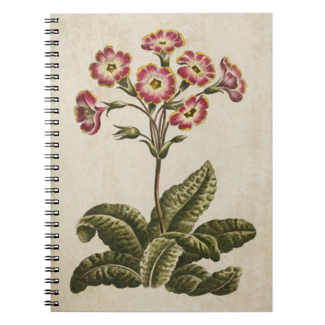 Caderno Espiral Ilustração Vintage Botânica Floral Polianthus (Frente)
