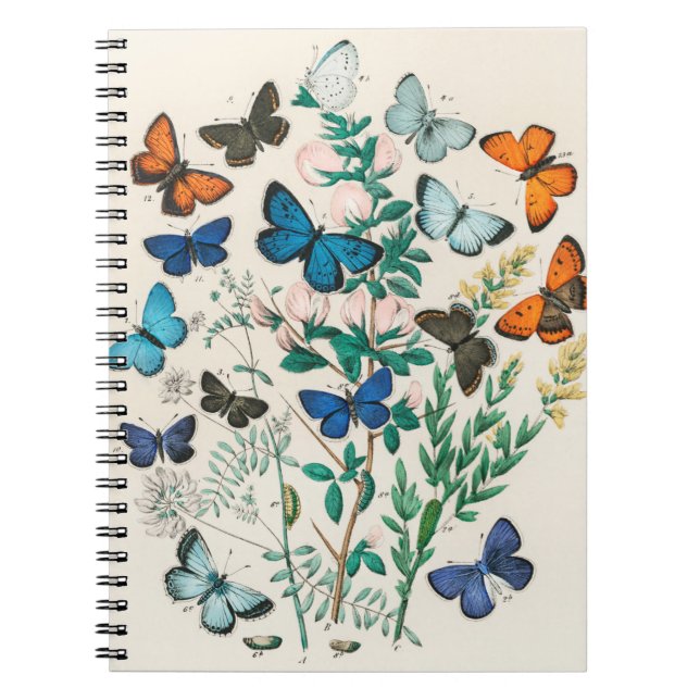 Caderno Espiral Ilustrações de borboletas (Frente)