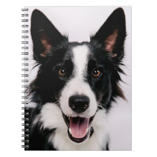 Caderno Espiral Imagens de Getty   A border collie de sorriso